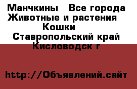 Манчкины - Все города Животные и растения » Кошки   . Ставропольский край,Кисловодск г.